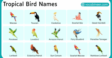 Common Tropical Bird Names in English