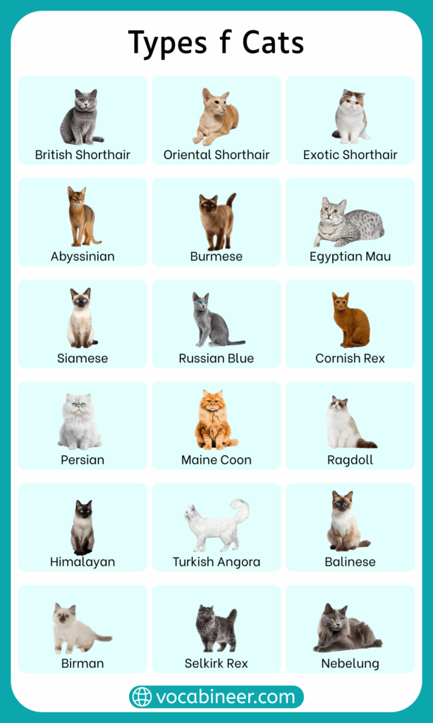 Different Types of Cat Breeds Names in English with Pictures