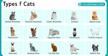 List of 100 Cat Names in English with their Pictures