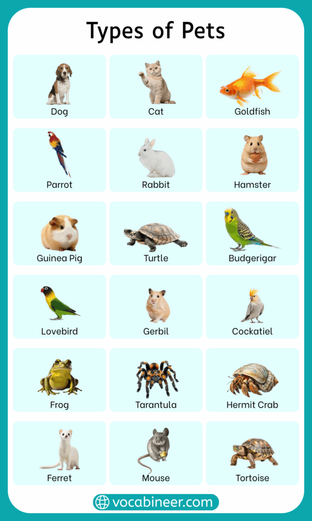 Different Types of Pets in English with Pictures