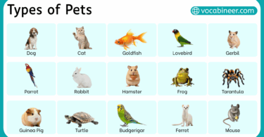 List of Pet Names in English