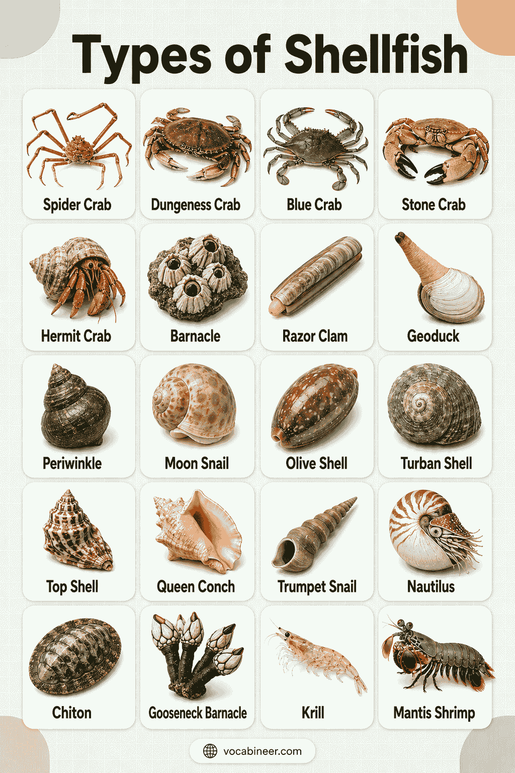 Types of Shellfish with Names and Pictures