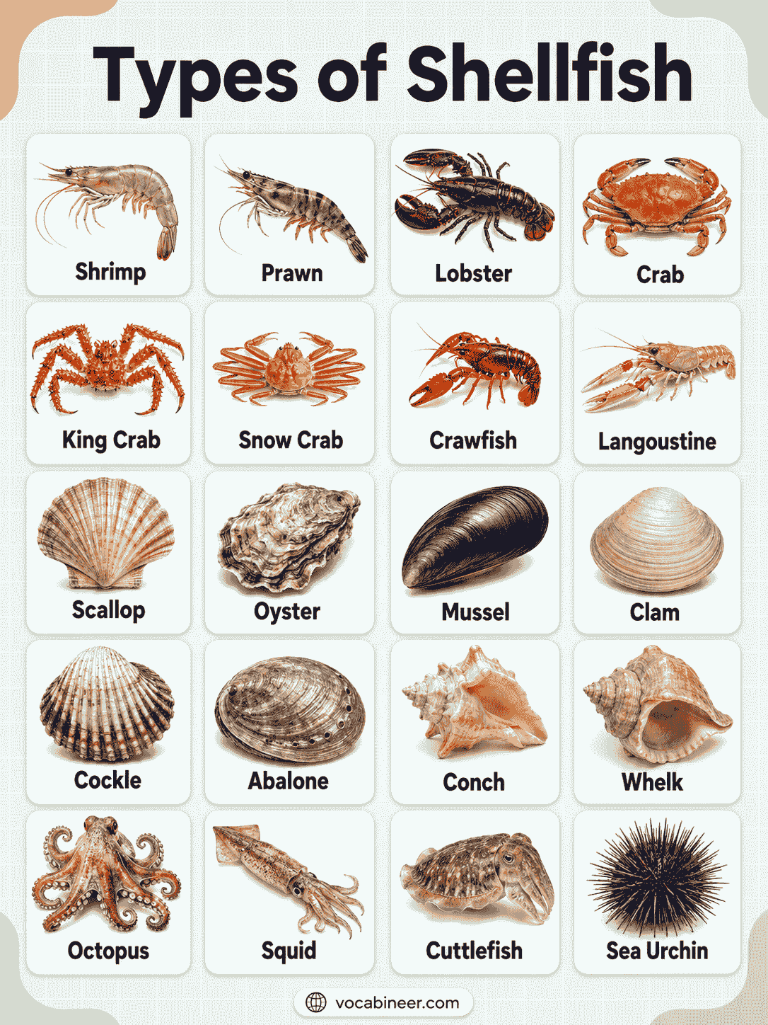 Types of Shellfish with Pictures