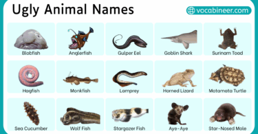 Ugly Animal Names in English with Pictures