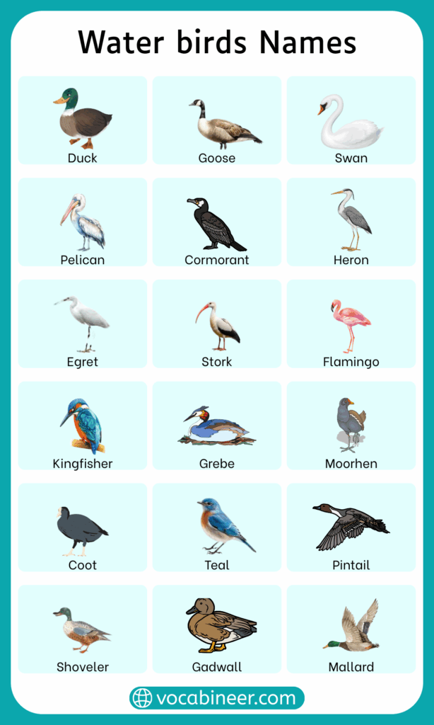 Water Birds Names List in English with Pictures