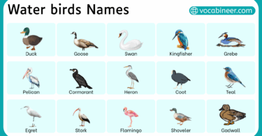 List of Water Birds Names in English