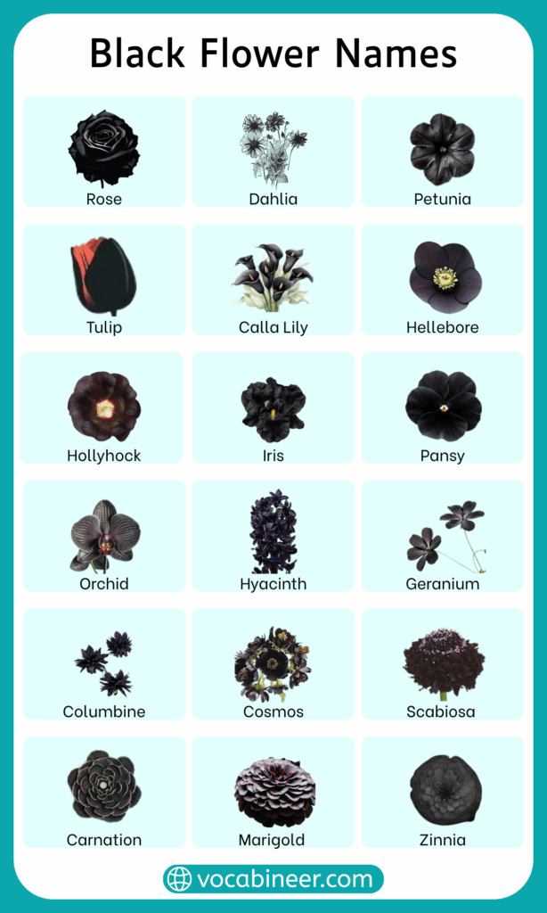40 Black Flower Names List in English with Pictures