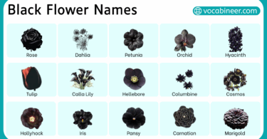 Types of Black Flower in English with Pictures
