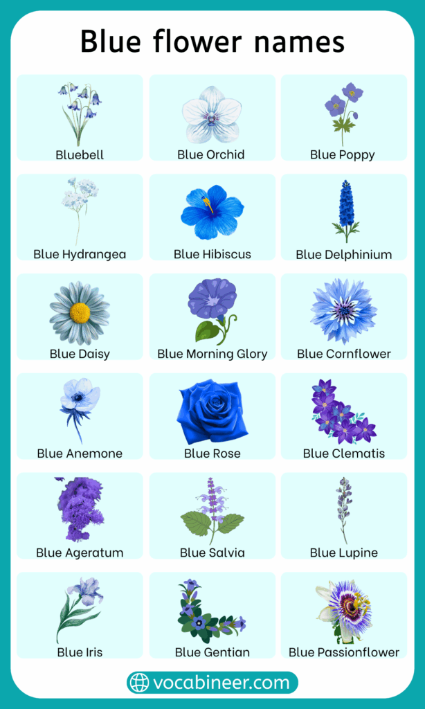 38 Blue Flower Names – Complete List with Images
