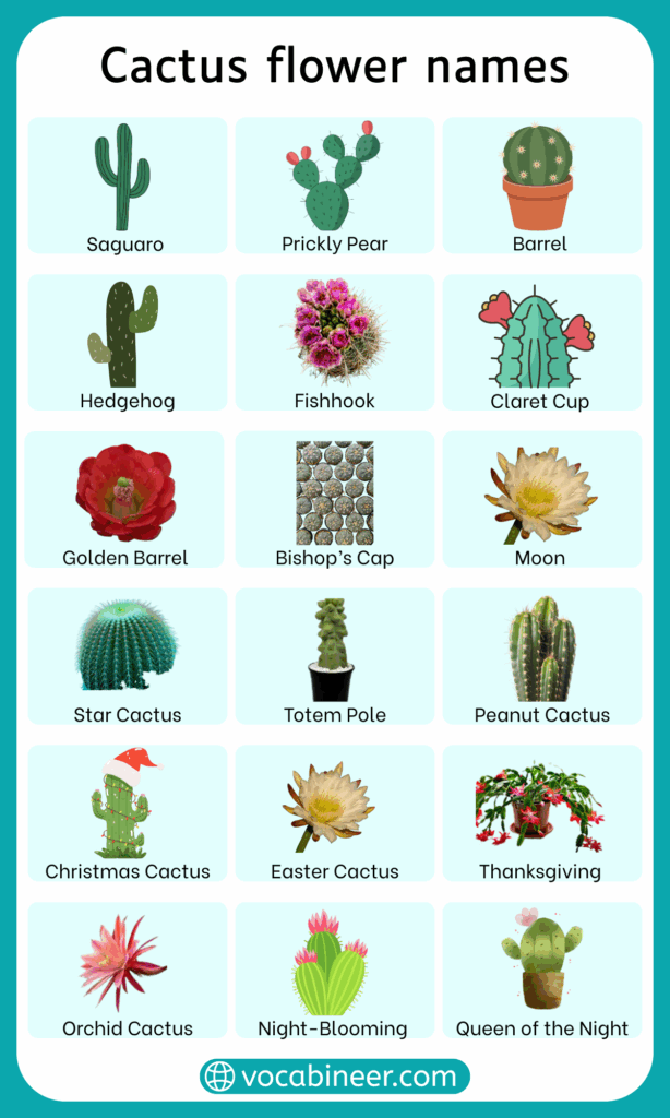 33 Types of Cactus Flowers with Names and Pictures