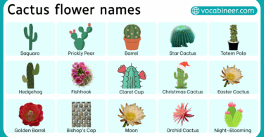 Cactus Flowers Names in English with Pictures