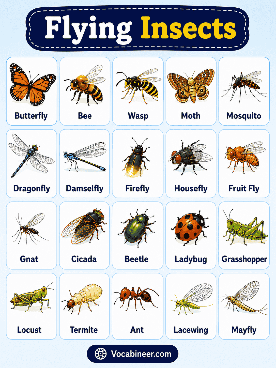 Common flying insect names with pictures, including honeybee, butterfly, dragonfly, mosquito, moth, hoverfly, wasp, ladybug, and firefly.