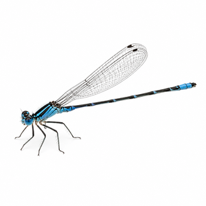 Damselfly
