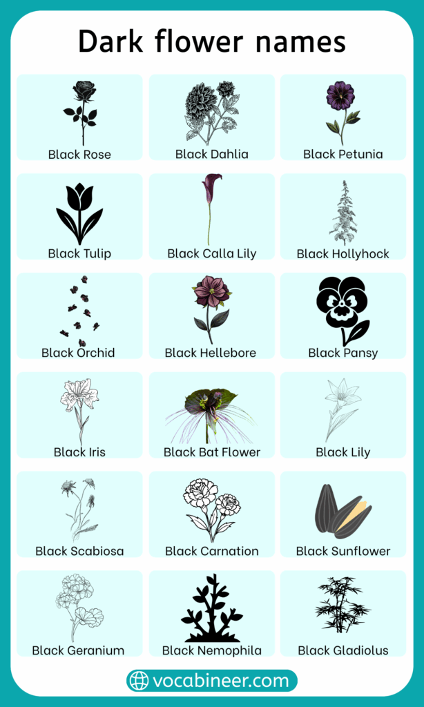 Dark Flower Names and Types with Pictures