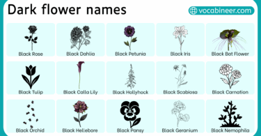 Dark Flower Names in English with Pictures