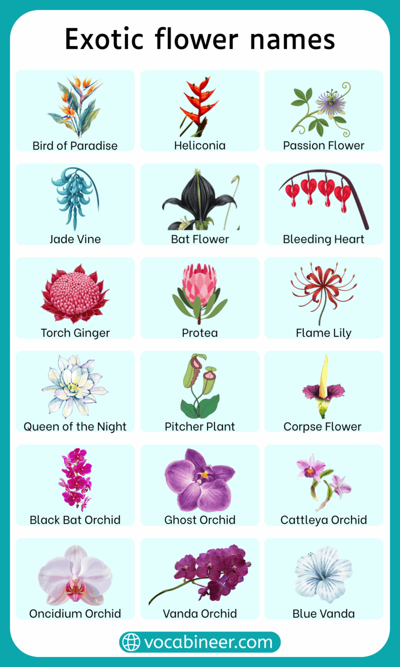 Exotic Flower Names 40 Rare Flowers With Pictures exotic-flower-names-40-rare-flowers-with-pictures