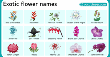 Exotic Flower Names in English with their Pictures