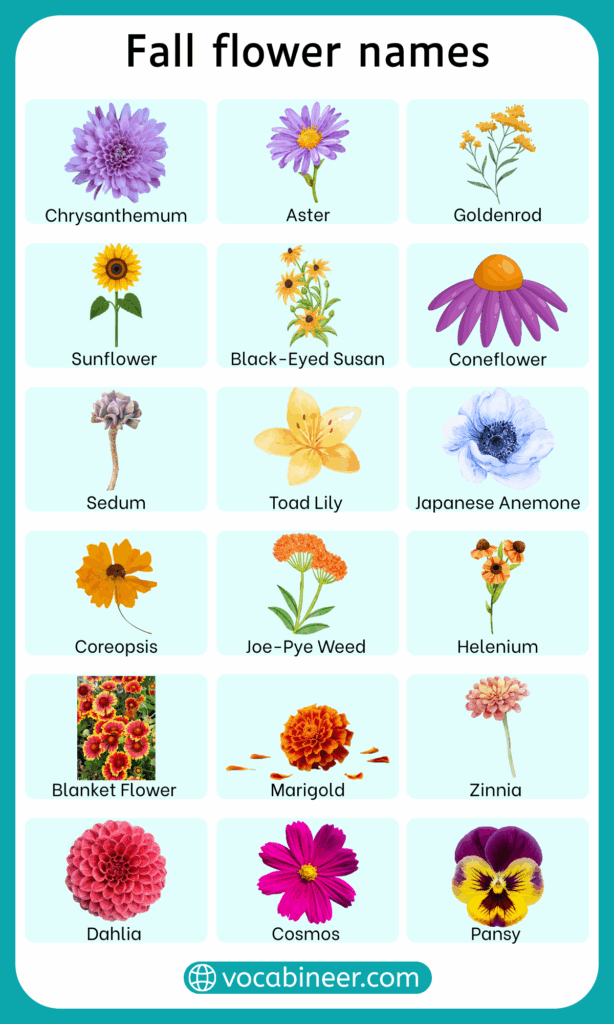 Fall Flower Names | Types of Autumn Flowers with Pictures