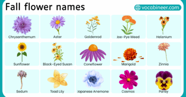 Fall Flower Names in English with their Pictures