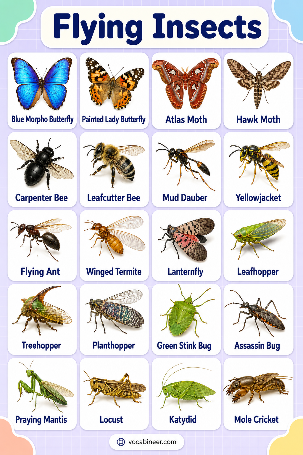 Flying Insects Names List