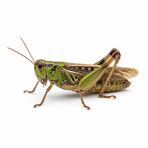 Grasshopper