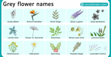 Common Grey Flower Names with their Pictures