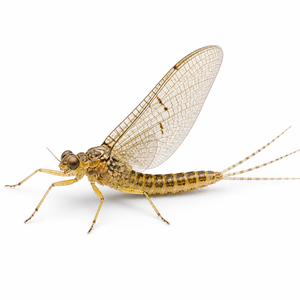 Mayfly