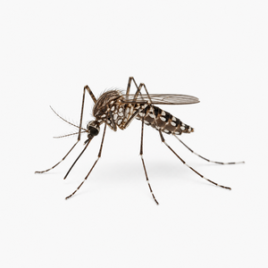 Mosquito
