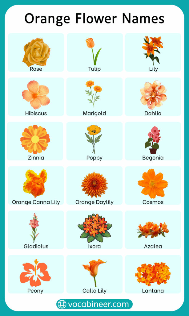 32 Orange Flower Names in English with Pictures