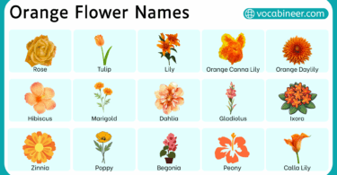 Types of Orange Flower Names with Pictures