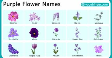 Types of Purple Flower in English with Pictures