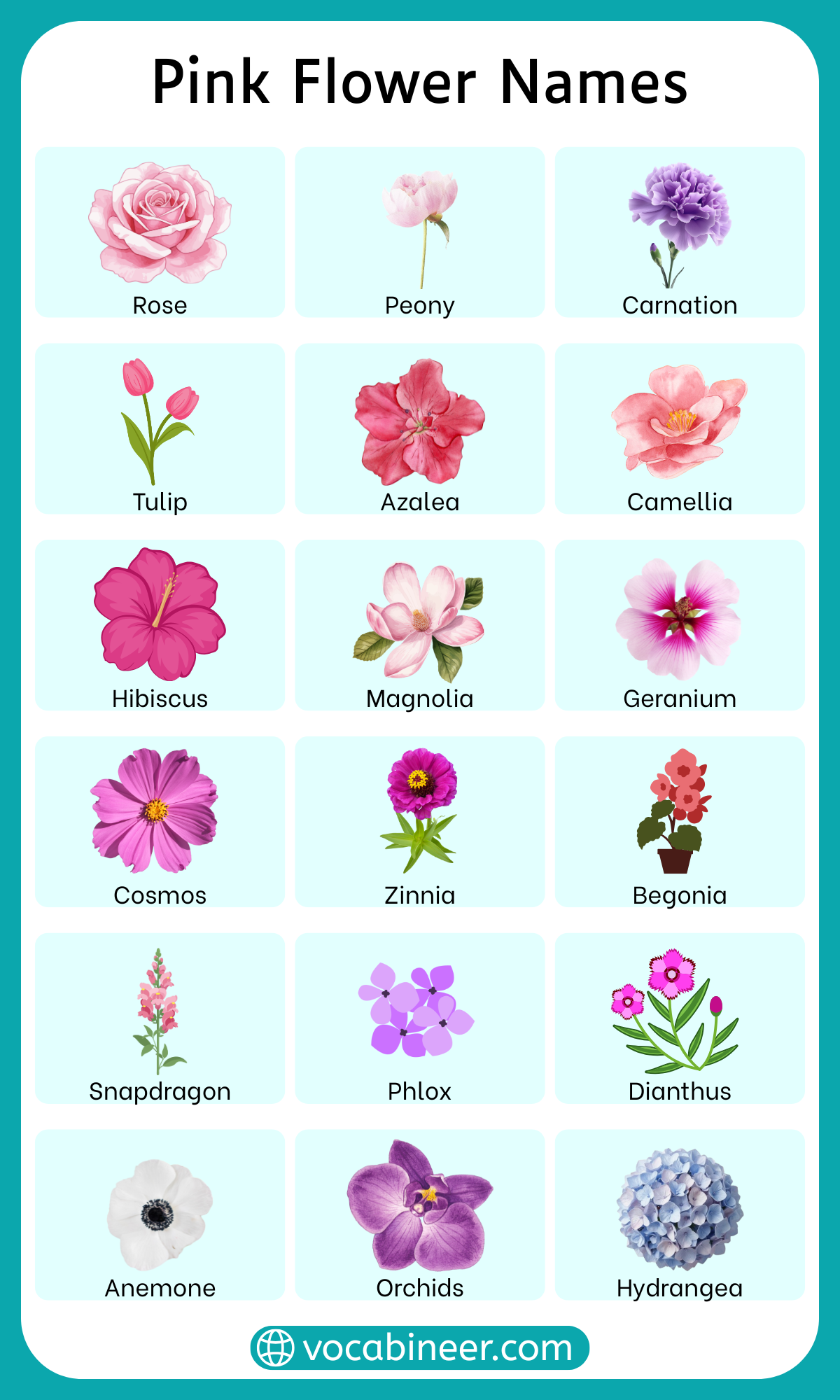 40 Pink Flower Names with Pictures and Meanings
