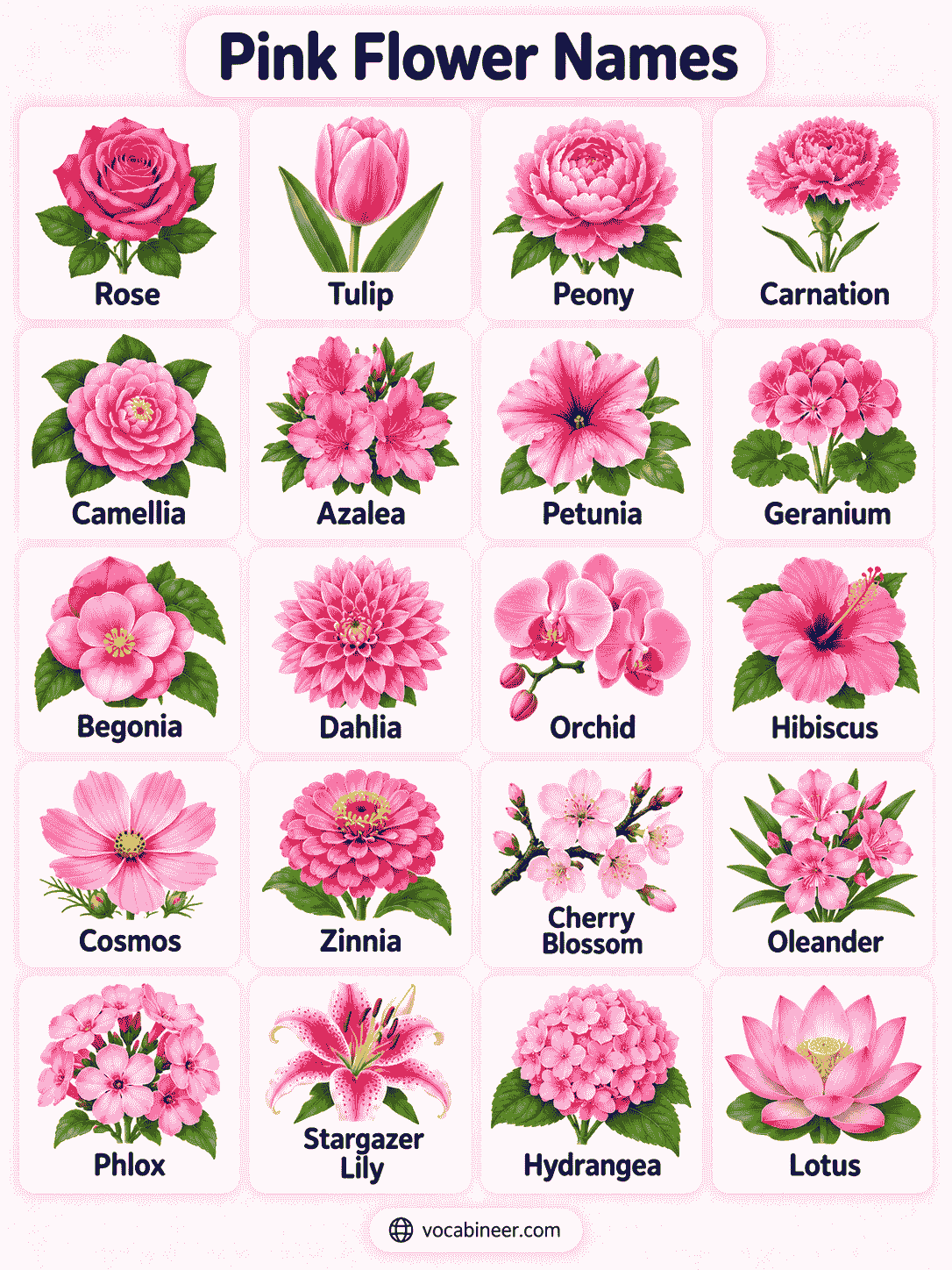 Popular Pink Flower Names and Examples