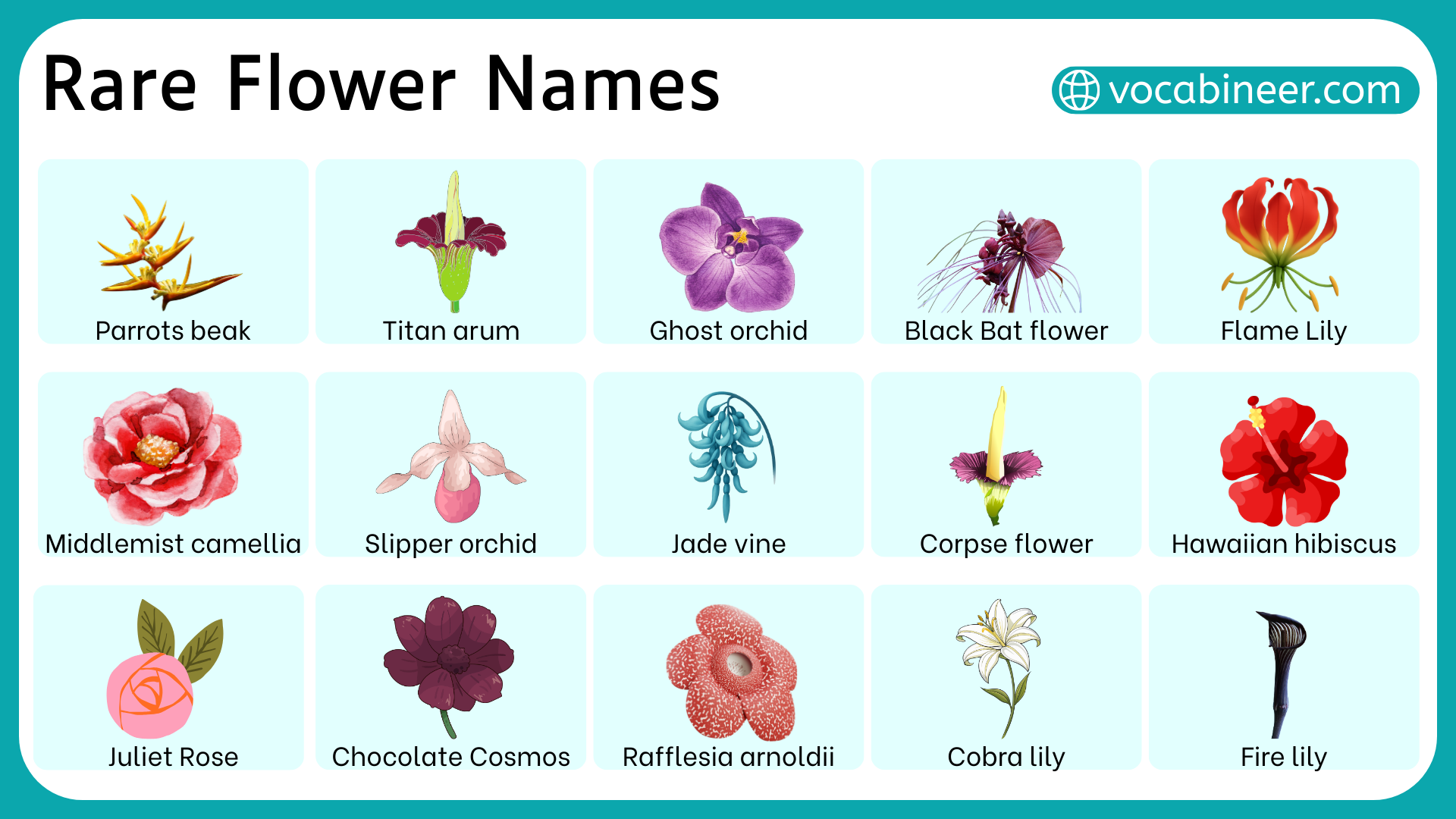 25 Rare Flower Names in English with Pictures, image size:1920x1080