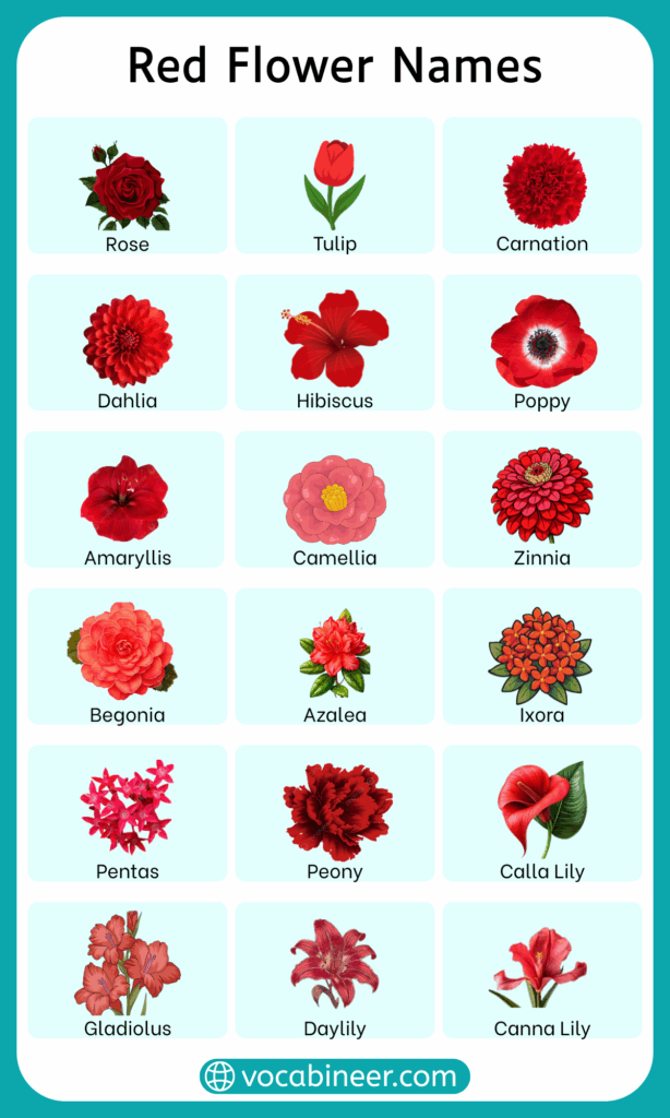 30 Red Flower Names in English with their Pictures