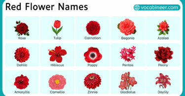 Types of Red Flower in English with their Pictures