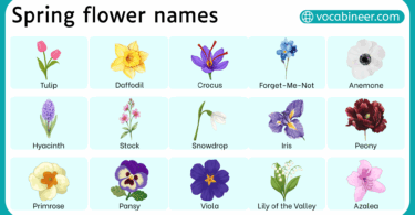 List of Spring Flower Names in English with Pictures