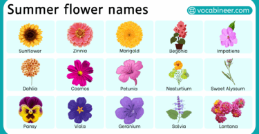 30+ Summer Flowers Names in English with Pictures