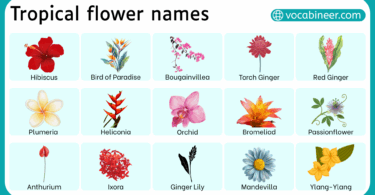 Tropical Flower Names in English with their Pictures