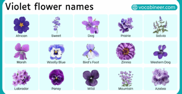 Violet Flower Names in English with Pictures