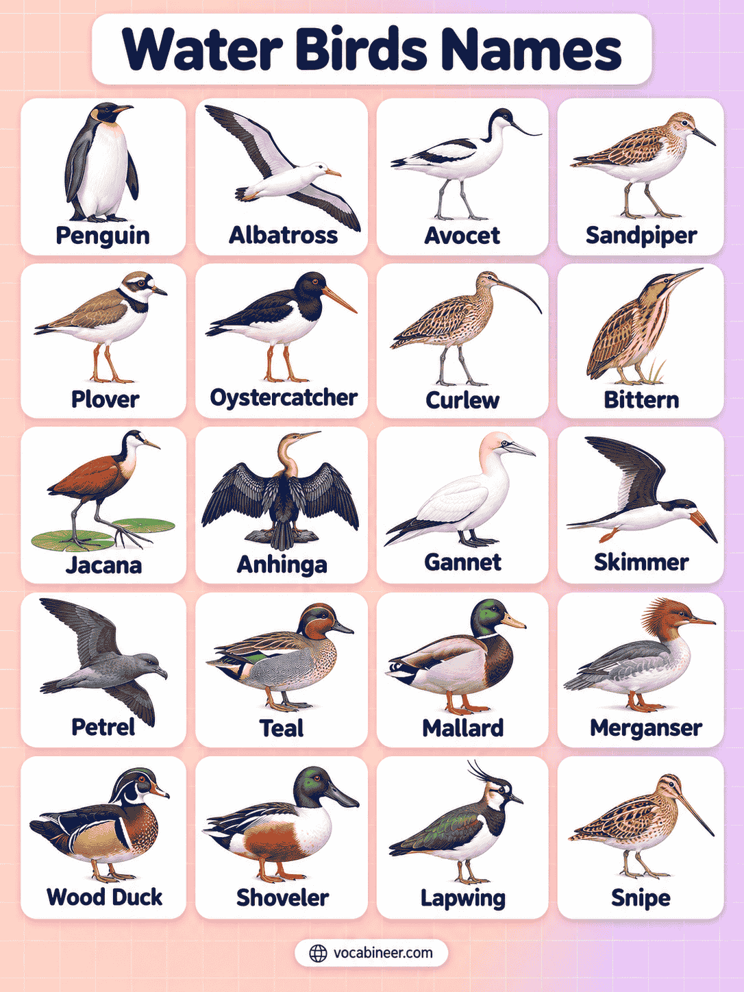 Water Birds Names: Common Species with Pictures