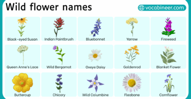 44 Wild Flower Names in English with their Pictures