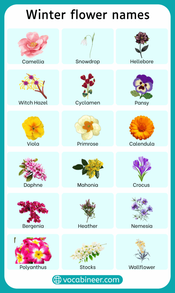42 Beautiful Winter Flowers Names and their Pictures
