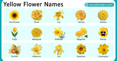 Types of Yellow Flower with their Pictures