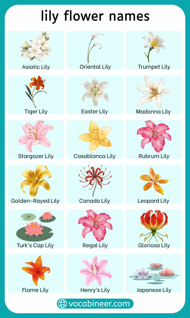 Lily Flower Names in English | Complete List with Pictures