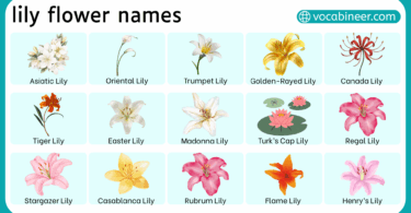 Lily Flower Names in English with Pictures