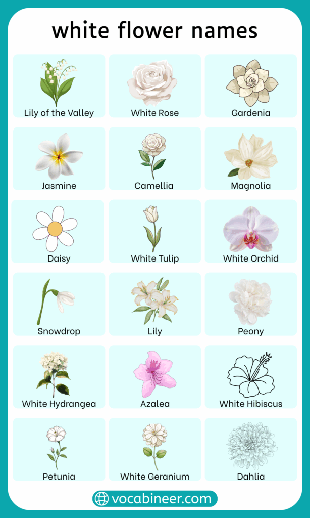 White Flower Names in English with their Pictures