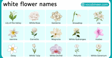 Different Types of White Flower in English
