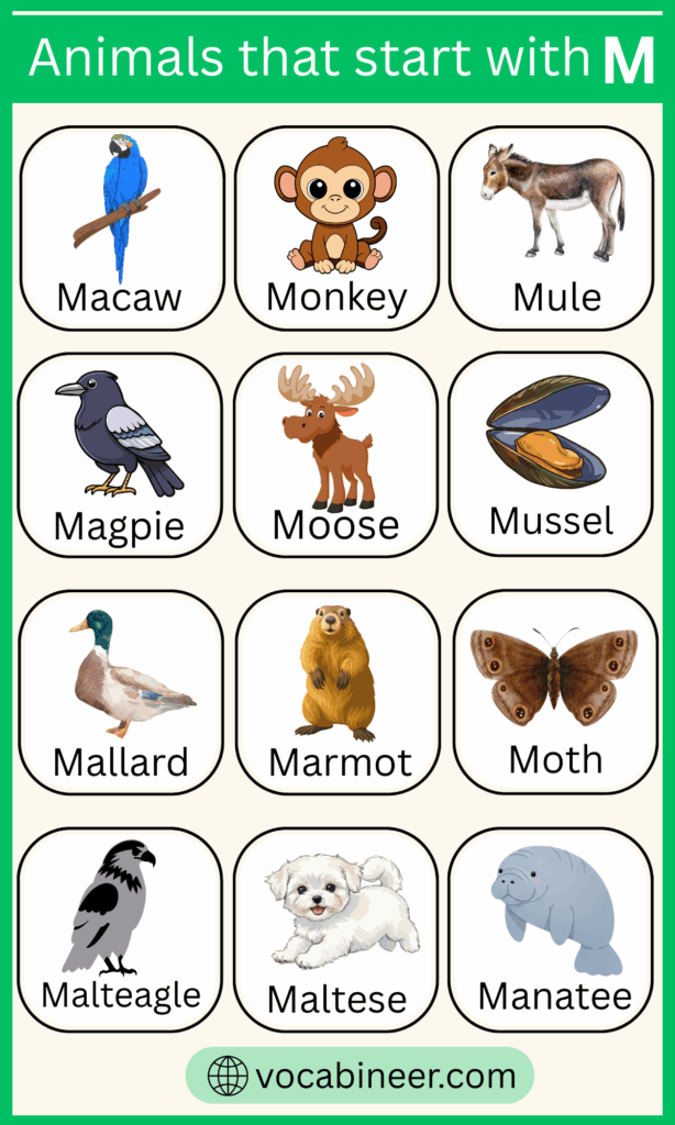 100+ Animals That Start with M with their Pictures