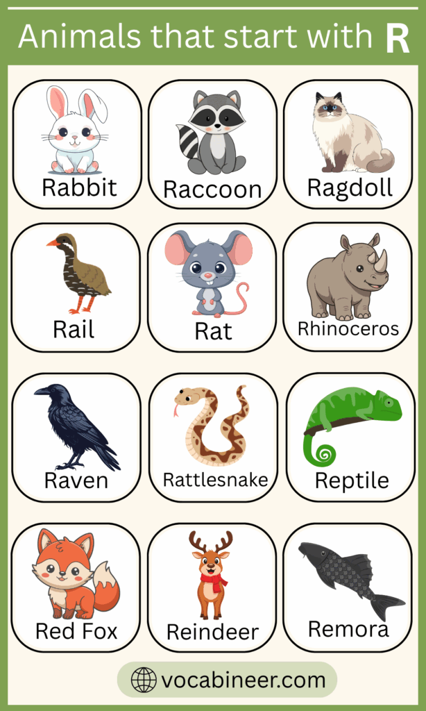 222 Amazing Animals That Start with R in English